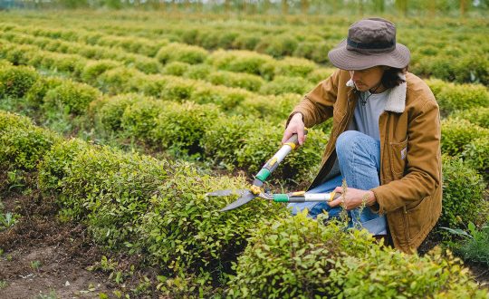 Land-based Industries - horticulture and land management for the land-based sector